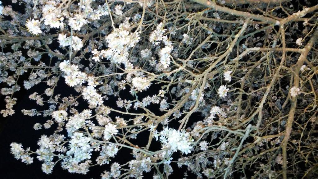 Tenuta I Lecci Terranuova Bracciolini Luaran gambar